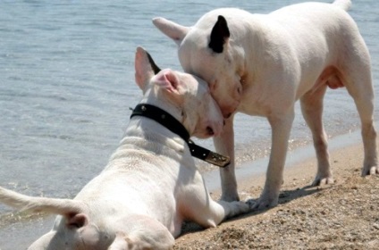 Mennyire veszélyes bull terrier (kutya a fajta) Mennyire veszélyes bull terrier