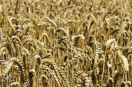 Чим жито відрізняється від пшениці