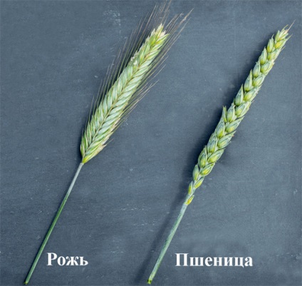 Чим жито відрізняється від пшениці
