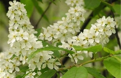 Prunus - terápiás tulajdonságait, alkalmazások, és ellenjavallatok receptek leírása (alkalmazás) Bird cseresznye - gyógyszer tulajdonságait, használatát és ellenjavallatok, receptek, leírása