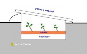 Cherenochnik az ország saját kezűleg (cherenochnik) Cherenochnik az ország saját kezűleg