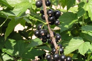 Fekete ribizli - előnyei és hátrányai a levelek, egészséges és gyógyászati ​​tulajdonságai tinktúra fekete