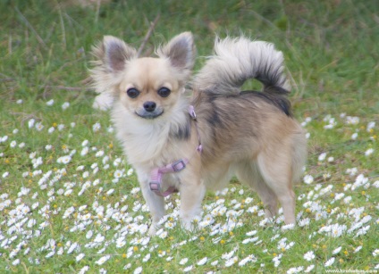 Chihuahua hosszú szőrű - fotók a legjobb a fajta