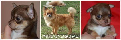 Chihuahua zömök típus tvse típusú Chihuahua kutyák (fotó) (zömök) Chihuahua zömök típus tvse típusú Chihuahua kutyák (fotó)