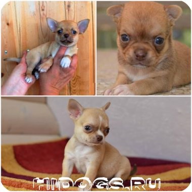 Chihuahua zömök típus tvse típusú Chihuahua kutyák (fotó) (faj) Chihuahua zömök típus tvse típusú Chihuahua kutyák (fotó)