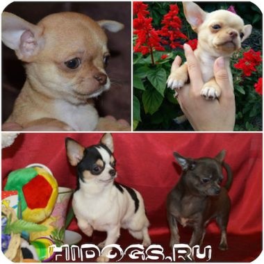 Chihuahua zömök típus tvse típusú Chihuahua kutyák (fotó) (kutya) Chihuahua zömök típus tvse típusú Chihuahua kutyák (fotó)
