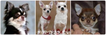 Chihuahua zömök típus tvse típusú Chihuahua kutyák (fotó) (Chihuahua) Chihuahua zömök típus tvse típusú Chihuahua kutyák (fotó)