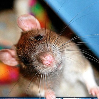 Mi van, ha a beteg dekoratív patkány (rat) Mi van, ha a beteg dekoratív patkány