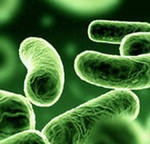 Mi a baktériumok, az előnyöket és árt a baktériumok