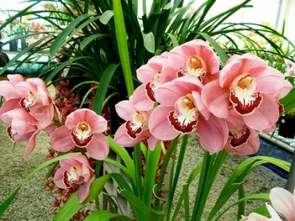 Cymbidium otthon