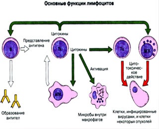 A citotoxikus T-sejtek
