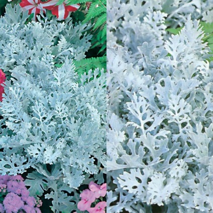 Virág cinerária fajták, telepítése és gondozása növekvő magról