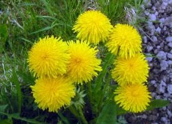 Gyermekláncfű - alkalmazás (gyermekláncfű virág tinktúra) Gyermekláncfű - alkalmazása