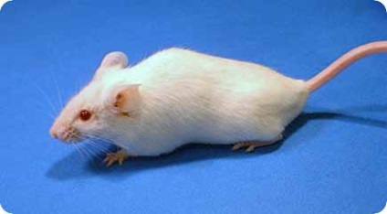 Декоративні миші - догляд та утримання, хвороби, фото мишей