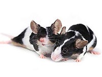 Декоративні миші - догляд та утримання, хвороби, фото мишей