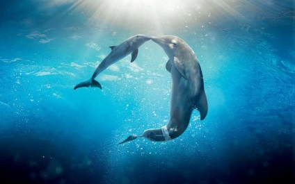 Dolphin - a halat vagy sem