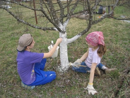 Fák Kerti dísznövények és gyümölcsök, video oktatás ültetés a saját kezét, ha a növény,