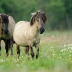 Vad lovak áttekintést a főbb típusait és jellemzőit azok a vadon élő (ló) Vad lovak áttekintést a főbb típusait és jellemzőit azok a vadon élő