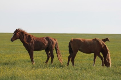 Wild lófajták leírás, otthon