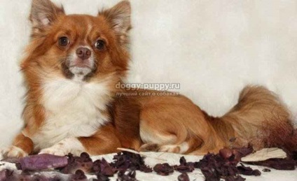 Hosszúszőrű Chihuahua funkciók, fotók és az árak - fauna