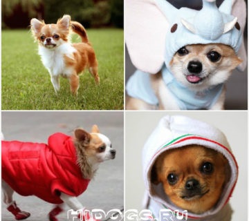 Hosszúszőrű Chihuahua különösen annak természetét, gondoskodás (fotó) (karakter) Hosszúszőrű Chihuahua különösen annak természetét, gondoskodás (fotó)