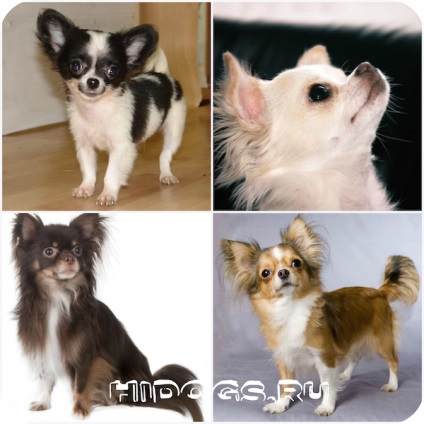 Hosszúszőrű Chihuahua különösen annak természetét, gondoskodás (fotó) (Collie) Hosszúszőrű Chihuahua különösen annak természetét, gondoskodás (fotó)