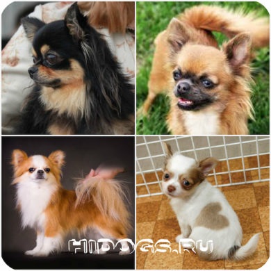 Hosszúszőrű Chihuahua különösen annak természetét, gondoskodás (fotó) (Collie) Hosszúszőrű Chihuahua különösen annak természetét, gondoskodás (fotó)