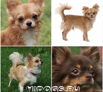 Hosszúszőrű Chihuahua különösen annak természetét, gondoskodás (fotó) (Chihuahua) Hosszúszőrű Chihuahua különösen annak természetét, gondoskodás (fotó)