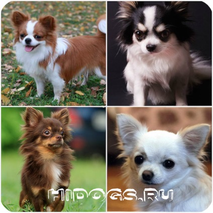 Hosszúszőrű Chihuahua különösen annak természetét, gondoskodás (fotó) (karakter) Hosszúszőrű Chihuahua különösen annak természetét, gondoskodás (fotó)