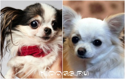 Hosszúszőrű Chihuahua különösen annak természetét, gondoskodás (fotó) (karakter) Hosszúszőrű Chihuahua különösen annak természetét, gondoskodás (fotó)