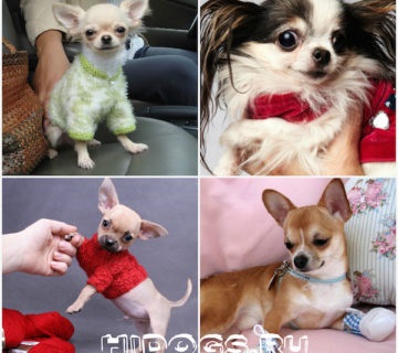 Hosszúszőrű Chihuahua különösen annak természetét, gondoskodás (fotó) (gondozás) Hosszúszőrű Chihuahua különösen annak természetét, gondoskodás (fotó)