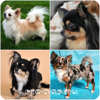 Hosszúszőrű Chihuahua különösen annak természetét, gondoskodás (fotó) (Chihuahua) Hosszúszőrű Chihuahua különösen annak természetét, gondoskodás (fotó)