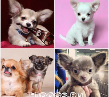 Hosszúszőrű Chihuahua különösen annak természetét, gondoskodás (fotó) (gondozás) Hosszúszőrű Chihuahua különösen annak természetét, gondoskodás (fotó)