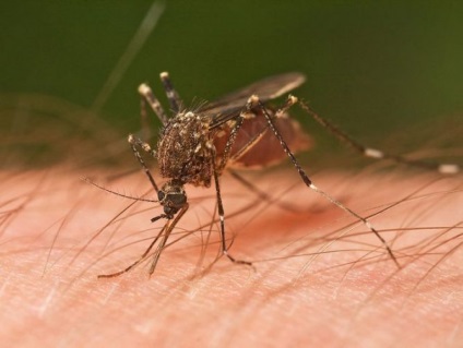 Illóolajok, taszítják a szúnyogokat