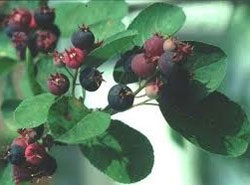 Karácsonyfa (fenyő) (cikk Care Anthurium) Fa (fenyő)