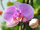 Ha nem Clivia bloom, hogyan kell tenni virágzás, növények és virágok, fényképe és neve, a divat (Clivia) Ha nem Clivia bloom, hogyan kell tenni virágzás, növények és virágok, fényképe és neve, a divat