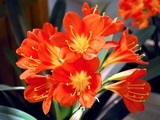 Ha nem Clivia bloom, hogyan kell tenni virágzás, növények és virágok, fényképe és neve, a divat (Clivia) Ha nem Clivia bloom, hogyan kell tenni virágzás, növények és virágok, fényképe és neve, a divat