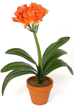 Ha nem Clivia bloom, hogyan kell tenni virágzás, növények és virágok, fényképe és neve, a divat (virág) Ha nem Clivia bloom, hogyan kell tenni virágzás, növények és virágok, fényképe és neve, a divat