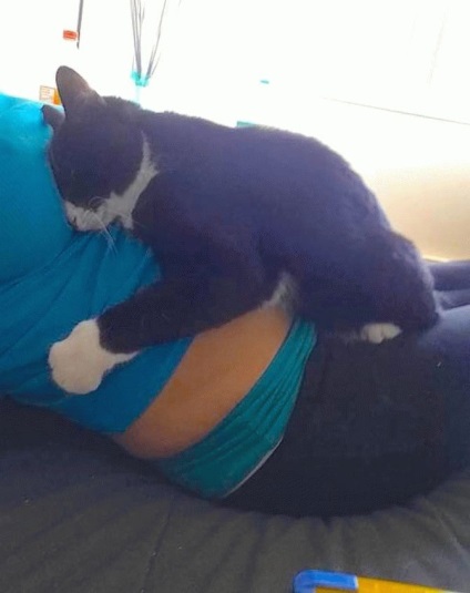 Ez a macska folyamatosan feküdt a gyomor egy terhes nő, és ez az, ami oda vezetett, hogy ...