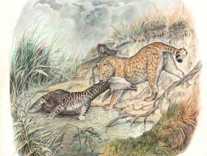Az evolúció a macskák (macska) Az evolúció a macskák
