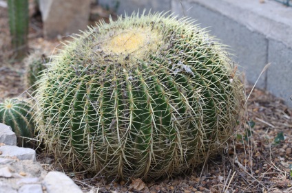 Echinocactus fotók és fajok termesztése és gondozása a kaktusz