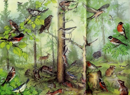 Forest fauna (madarak Állatok szibériai tajga) A fauna az erdő