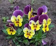 Viola tricolor terápiás tulajdonságait, a használata