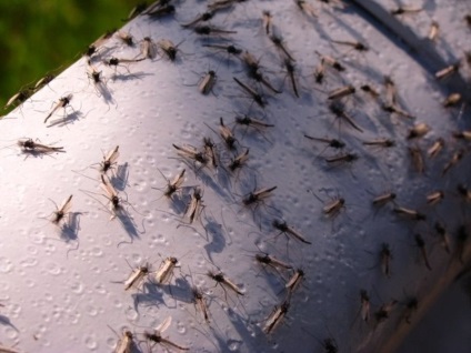 Amennyiben szúnyogok hibernálni, és mi történik az őszi