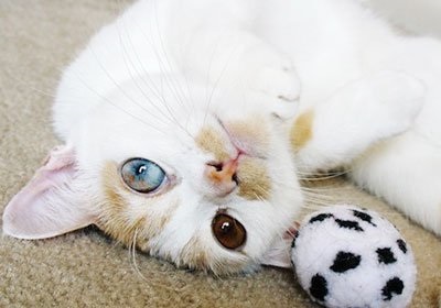 heterochromia macskák