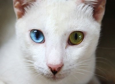 heterochromia macskák