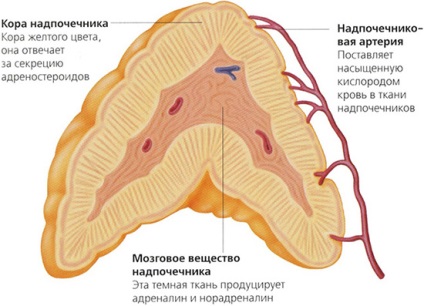 mellékvese hiperplázia noduláris gömbgrafitos formában, a tünetek mind a férfiak és a nők, a kezelés