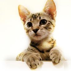 Hipoallergén szépség - allerka cat (macska) Hipoallergén szépség - macska allerka