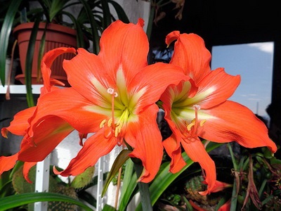 Hippeastrum ültetés, gondozás és termesztés - Virágok Enciklopédia