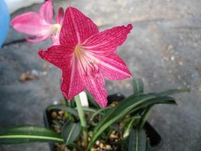 Hippeastrum ültetés, gondozás és termesztés - Virágok Enciklopédia